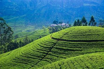 tea plantation